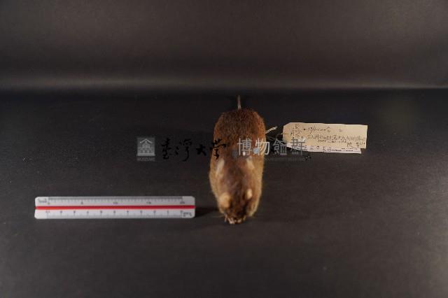 小黃腹鼠藏品圖，第3張
