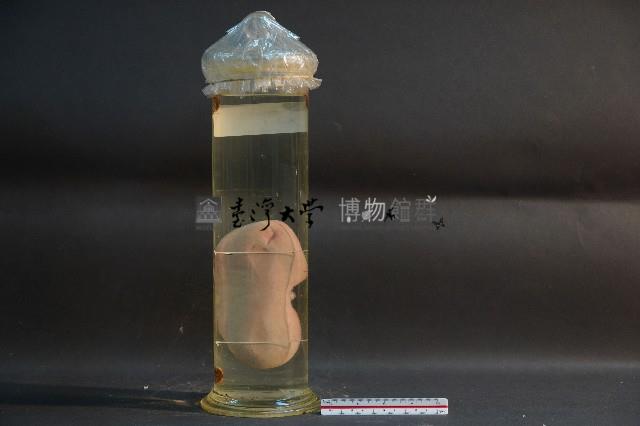 腎臟剖面(豬)藏品圖，第3張