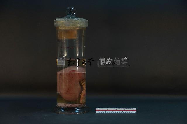 豬腎 (解剖與色素注射)藏品圖，第3張