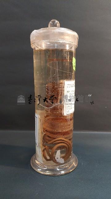 有鉤條蟲藏品圖，第3張