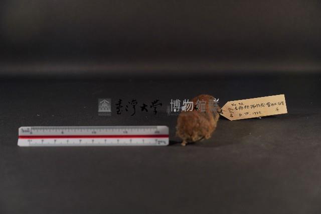 史密斯絨鼠藏品圖，第3張