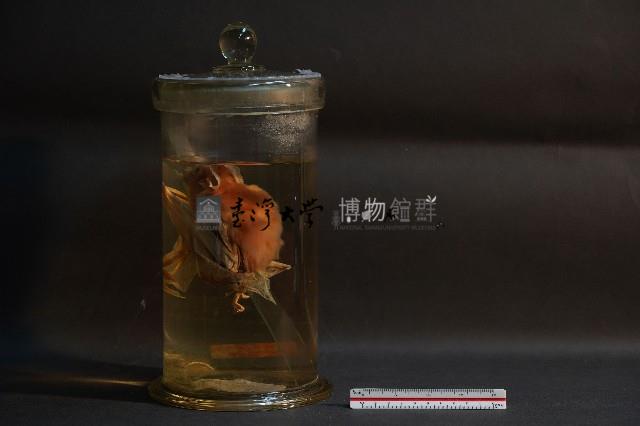 蝙蝠藏品圖，第3張