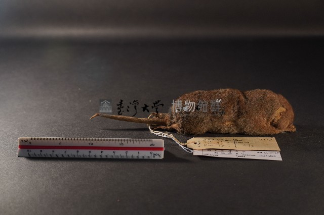 臭鼩藏品圖，第3張