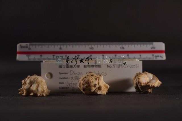 白齒岩螺藏品圖，第3張