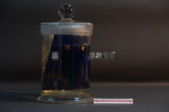 羊的胚胎藏品圖，第3張