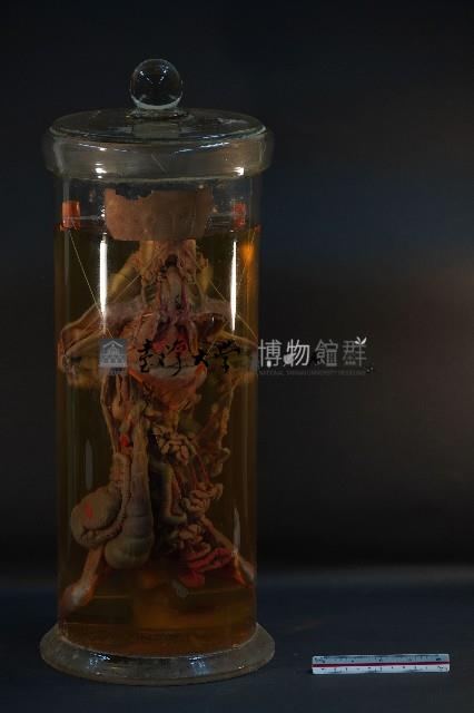 兔的循環藏品圖，第3張