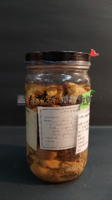 羽狀海葵藏品圖，第3張