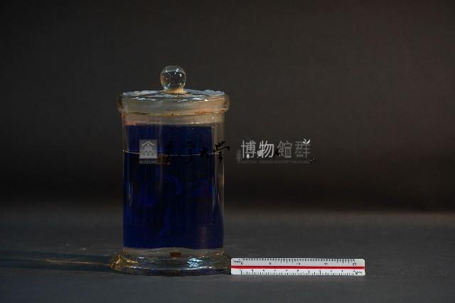 臺灣穿山甲的胎兒在母體內發育過程-2藏品圖，第3張