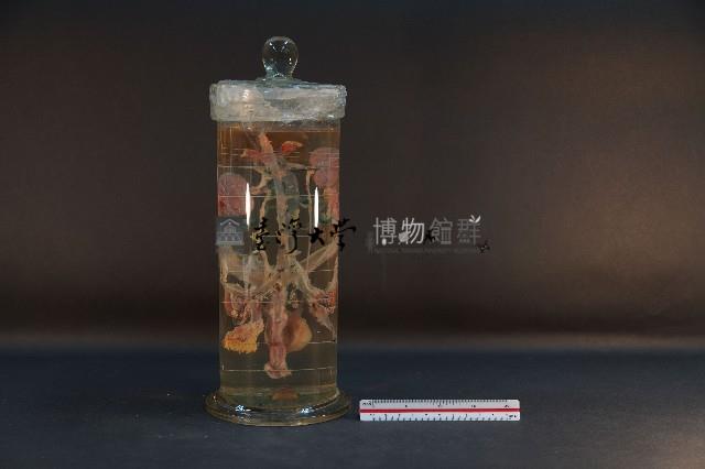 哺乳類的泌尿生殖系統藏品圖，第3張