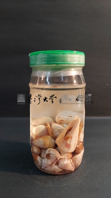 芋螺藏品圖，第3張
