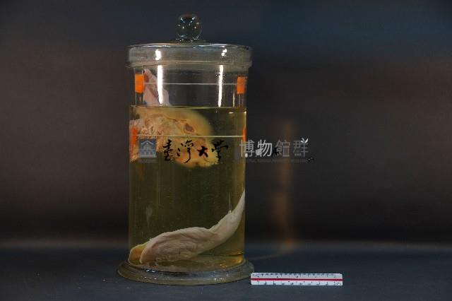 兔頭解剖+魚藏品圖，第3張