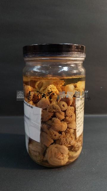 羽狀海葵藏品圖，第3張