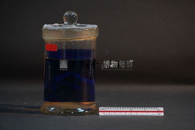 臺灣穿山甲的胚胎藏品圖，第3張