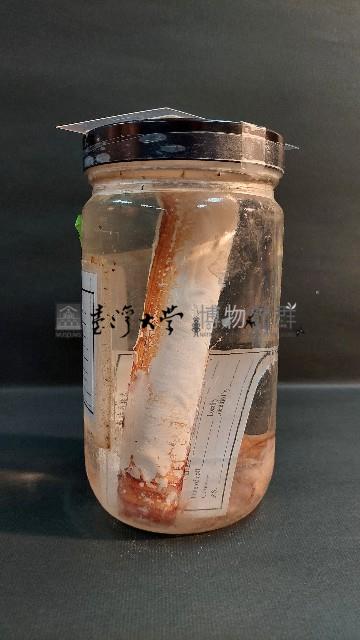 竹蟶藏品圖，第3張