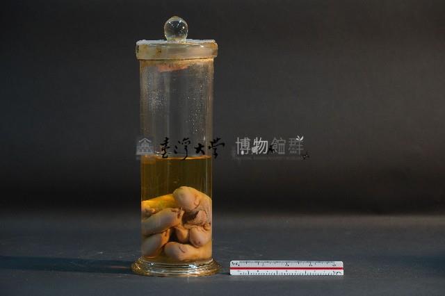 豬的胚胎藏品圖，第3張