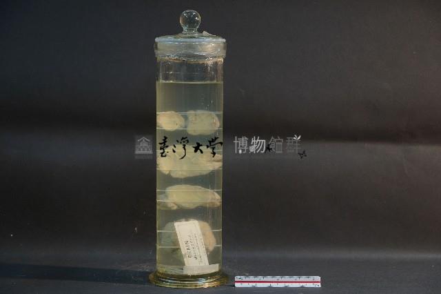 狗腦的解剖藏品圖，第3張