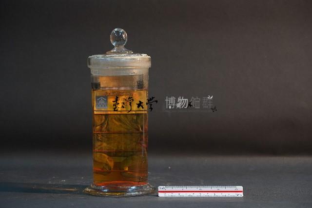 蟾蜍解剖藏品圖，第3張