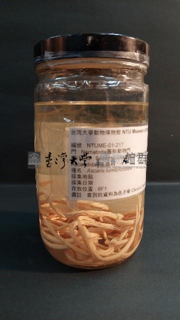 蛔蟲藏品圖，第3張