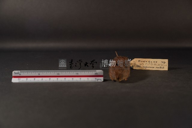 史密斯絨鼠藏品圖，第3張