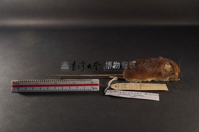 臺灣森鼠藏品圖，第3張
