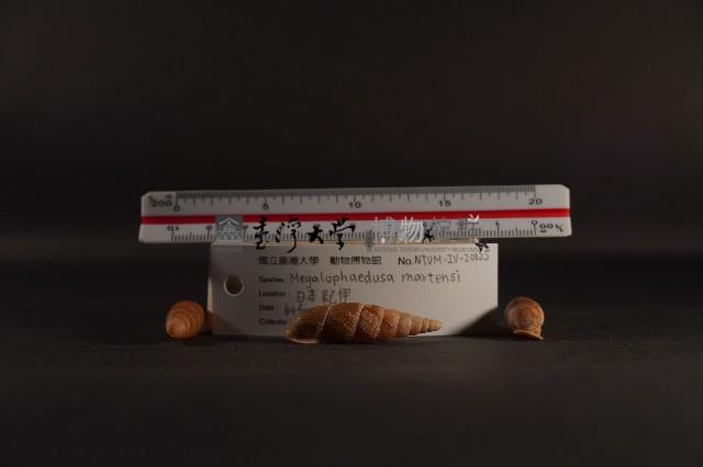 煙管螺藏品圖，第3張