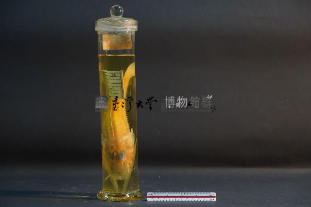 角魚藏品圖，第3張