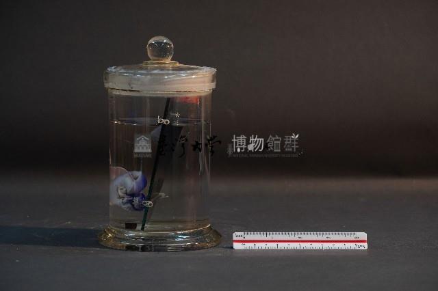 臺灣穿山甲的胚胎藏品圖，第3張