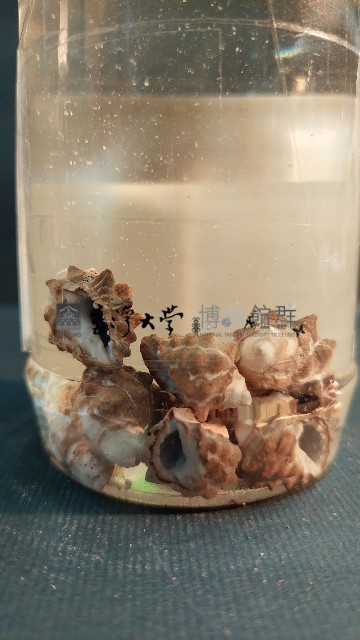 骨螺藏品圖，第3張