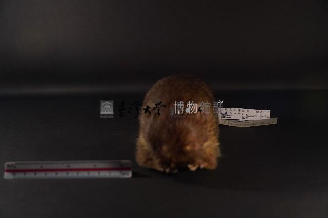 鬼鼠藏品圖，第3張