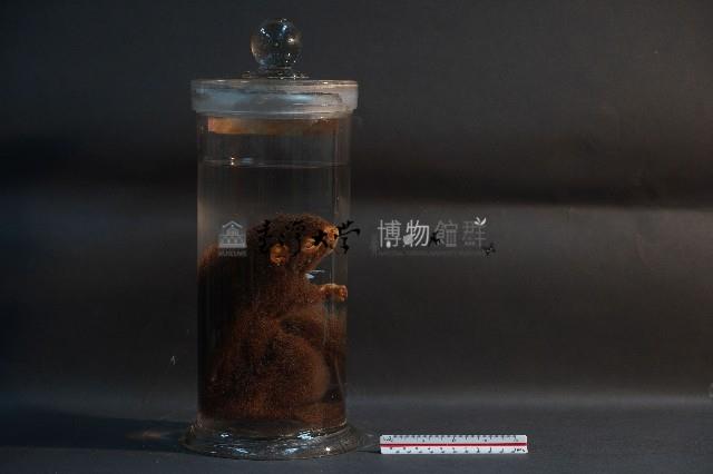 赤腹松鼠藏品圖，第3張