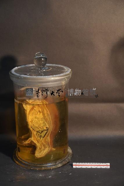 赤腹松鼠的切面藏品圖，第3張