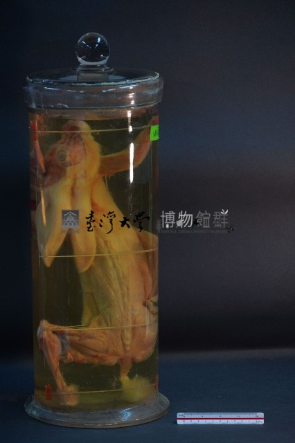 兔的解剖藏品圖，第3張