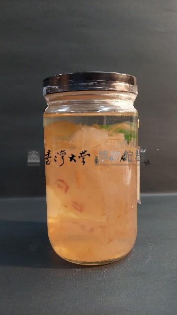 海月水母藏品圖，第3張
