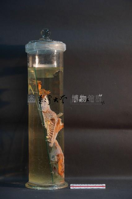 犬之頭骨切面藏品圖，第3張