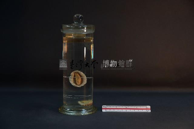 石鱉 (錦石鱉和海膽石鱉)藏品圖，第3張