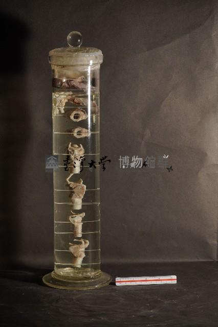 犬之咽喉藏品圖，第3張