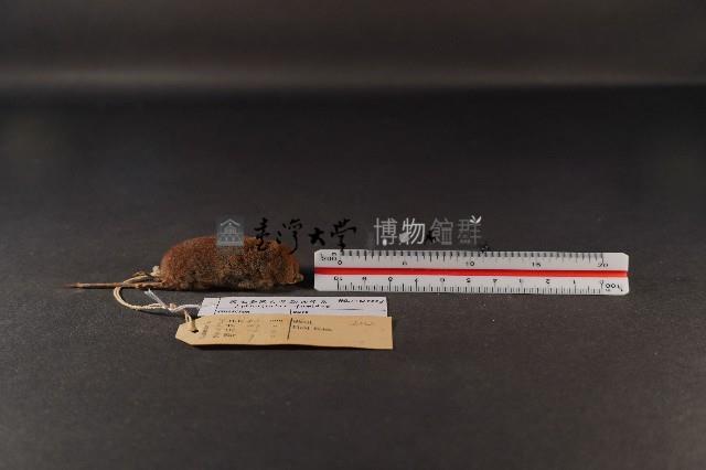 臺灣煙尖鼠藏品圖，第3張