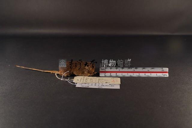 小家鼠藏品圖，第3張