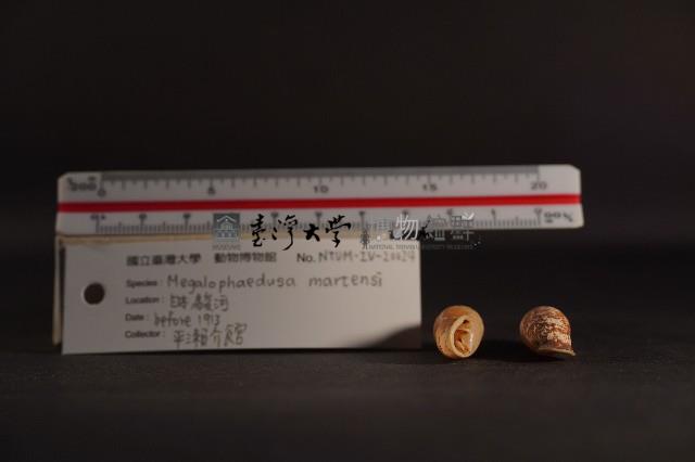 煙管螺藏品圖，第3張