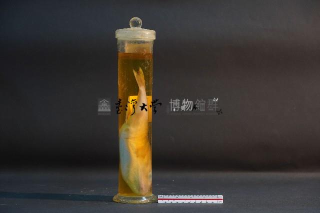 栗色河豚藏品圖，第3張