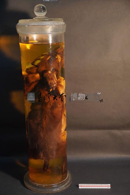 犬之內臟器官藏品圖，第3張