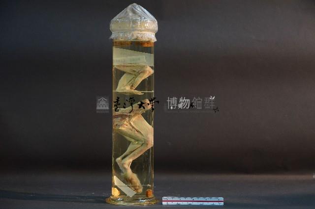 貓的前後腿肌肉藏品圖，第3張