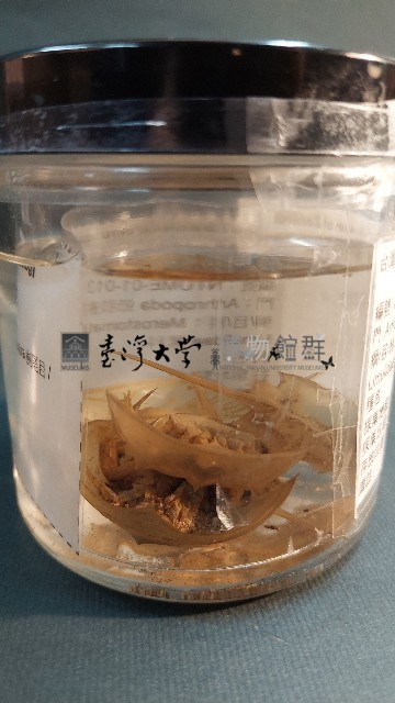 鱟藏品圖，第3張