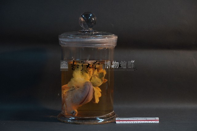 臺灣雌性穿山甲的內部器官(含胚胎)藏品圖，第3張