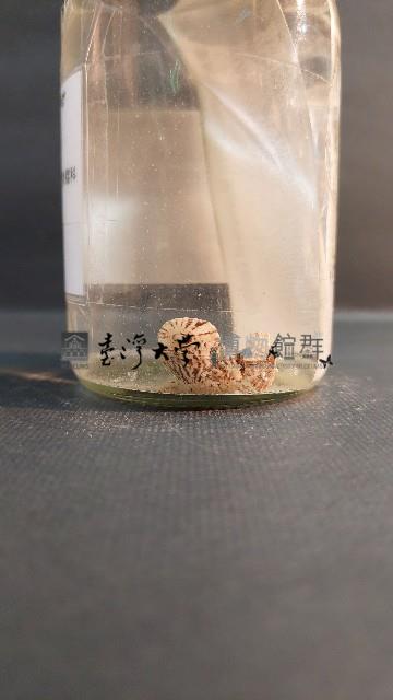 青螺藏品圖，第3張