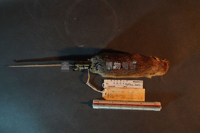 小黃腹鼠藏品圖，第3張