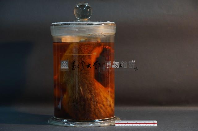 麝香貓藏品圖，第3張