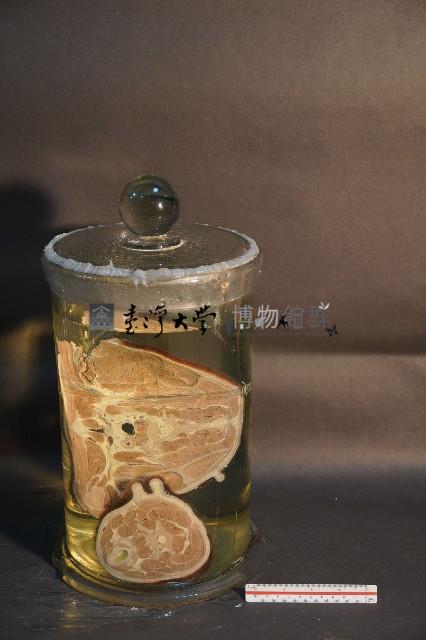 家犬(軀幹部橫切面)藏品圖，第3張