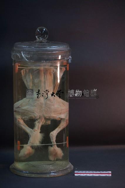 兔的解剖藏品圖，第3張