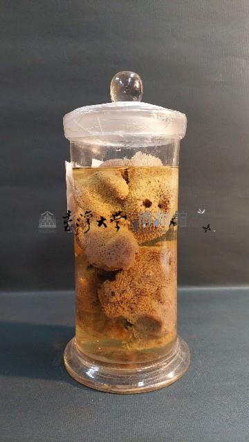 海綿藏品圖，第3張
